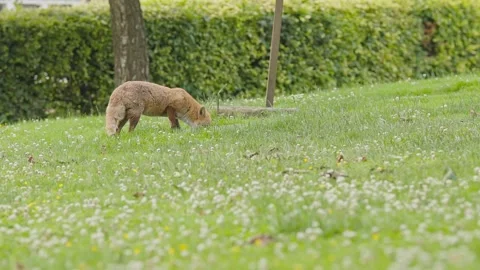A fox walk over and drinks water on a green lush daisy filled meadow Stock-Footage 246646219