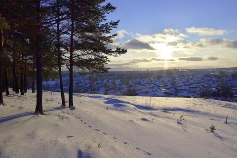 A fox walked in the forest at the top of Ice Mountain through the freshly fal Stock Photos