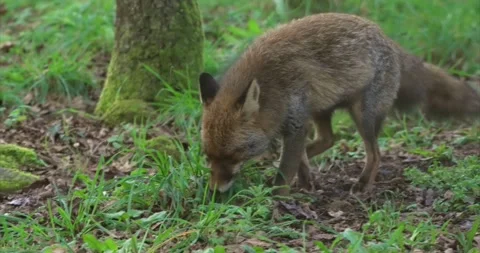 Fox walking 01 Stock Footage 280491211