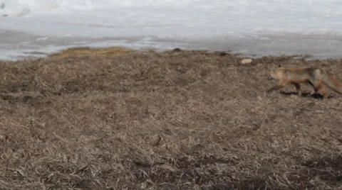 Fox Walking 02 Stock Footage 22814469