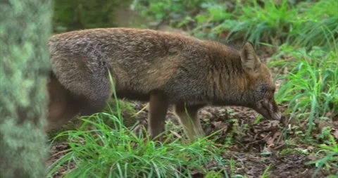 Fox walking 3 Stock Footage 280490725