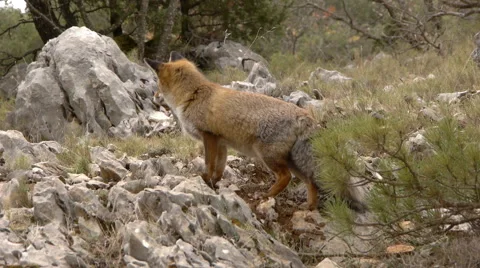 Fox walking among the rocks Stock Footage 56346054