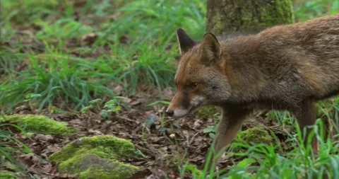 Fox walking closeup Stock Footage 280490667