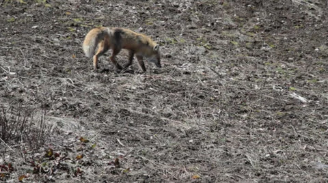 Fox Walking Stock Footage 22807718