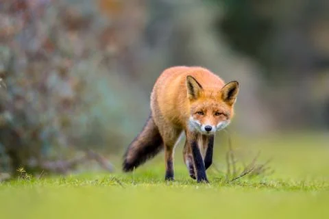 Fox walking on grass Stock Photos