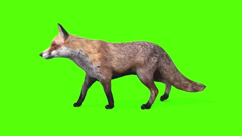 Fox Walking Green Screen Animation 4K Re... | Stock Video | Pond5