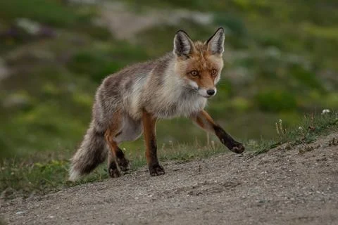 Fox walking up a hill with green grass behind them Stock Photos