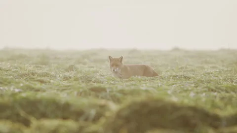 Fox walking in mown field, bright light and mist, 4K Stock Footage 319909506