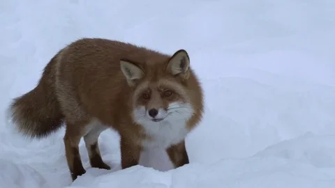 Fox Walking in snow Stock Footage 78163455