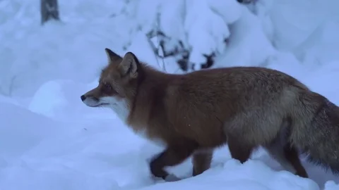 Fox walking in snow Stock Footage