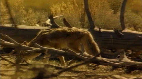 Fox walking through fallen trees Stock Footage 29810219