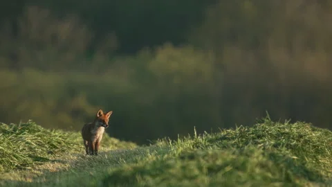 Fox walking toward camera in mown field, 4K Stock Footage 319909548