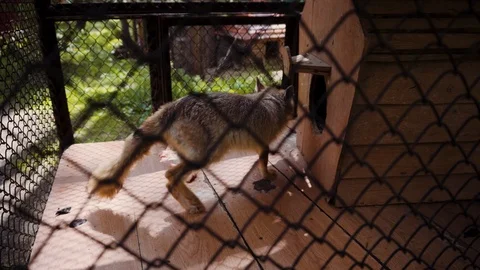 Fox walks back and forth near his kennel in the zoo Stock Footage 111570883