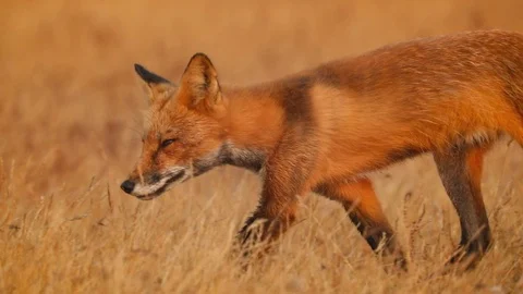 Fox Walks Through Grass (Slow motion) Видео 109237792
