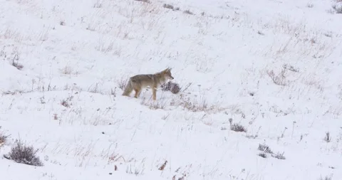 Fox Wanders Around the Snow Mountain 스톡 동영상 239977132