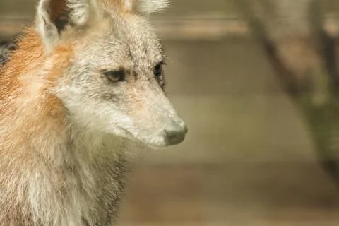 The fox was trapped in a cage without freedom. Stock Photos
