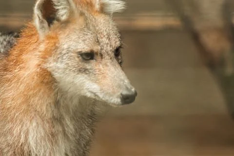 The fox was trapped in a cage without freedom. Stock Photos