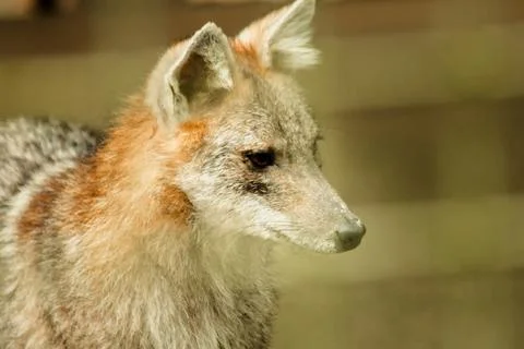 The fox was trapped in a cage without freedom. Stock Photos