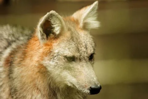 The fox was trapped in a cage without freedom. Stock Photos