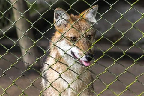 The fox was trapped in a cage without freedom. Stock Photos