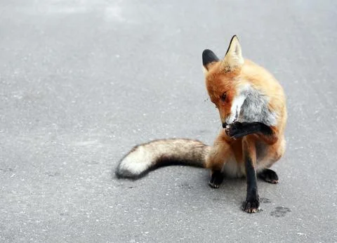 The Fox Washes Up Stock Photos