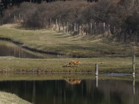 Fox at the waterside Stock Photos