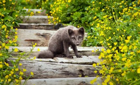 Fox in Westfjords Stock Photos