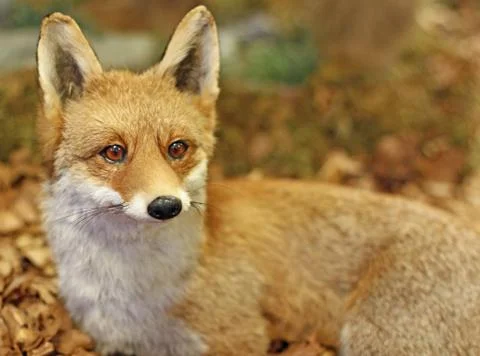 Fox while resting lying in the middle of the leaves 4 Stock-Fotos