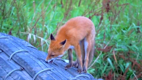 Fox wild animal Stock Footage 237509030
