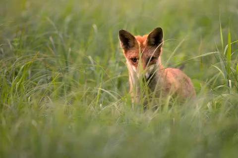 Fox in the wild, in a clearing Stock Photos