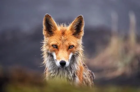 Fox in the wild close up. Red fox on the Kamchatka Peninsula, Russia Stock Photos