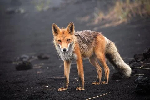 Fox in the wild close up. Red fox on the Kamchatka Peninsula, Russia Stock Photos