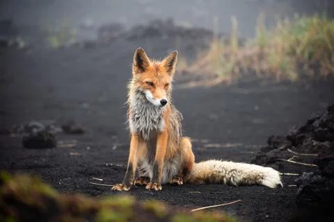 Fox in the wild close up. Red fox on the Kamchatka Peninsula, Russia Stock Photos