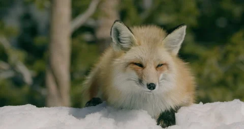 Fox in wild during winter snow Stock Footage 294870949