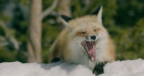Fox in wild during winter snow Stock Footage 295069347