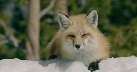 Fox in wild during winter snow Stock Footage 297227884