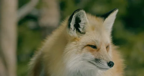 Fox in wild during winter snow Stock Footage 301903955