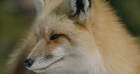 Fox in wild during winter snow Vidéo 334979828