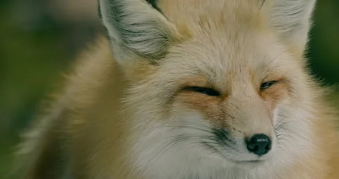 Fox in wild during winter snow 스톡 동영상 341704244