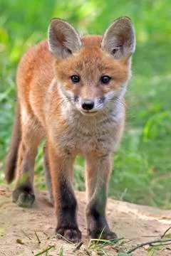 Fox in the wild Stock Photos