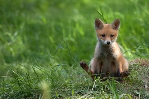 Fox in the wild Stock Photos