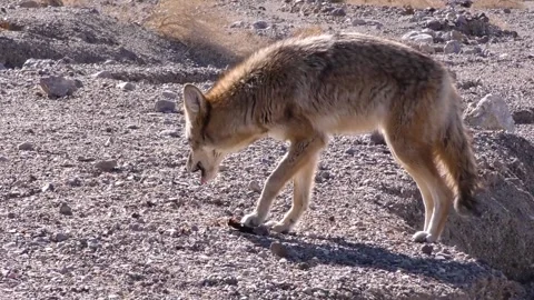 Fox wildlife animals Stock-Footage 274414922