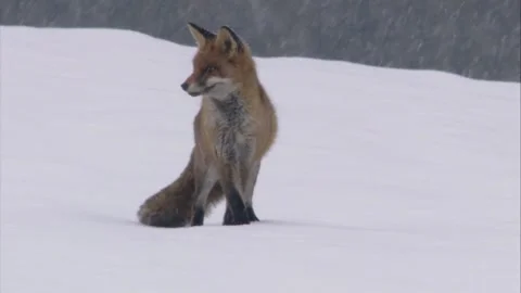 Fox in winter during snowfall Stock Footage 296626643