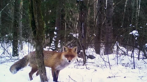 Fox-winter Stock Footage 330023127