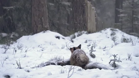 A fox in a winter forest. A fox, Vulpes vulpes, eats a dead wild boar. Video stock 313402790