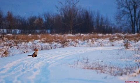Fox in winter on the glade Stock Photos
