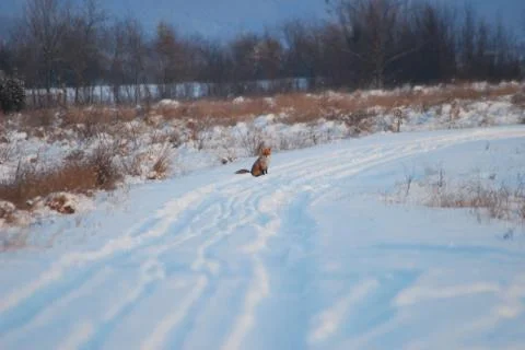 Fox in winter on the glade Stock Photos