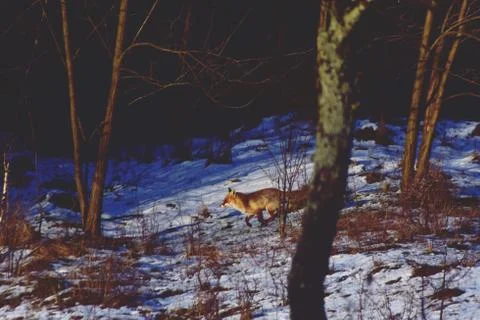 Fox in winter on the glade Stock Photos