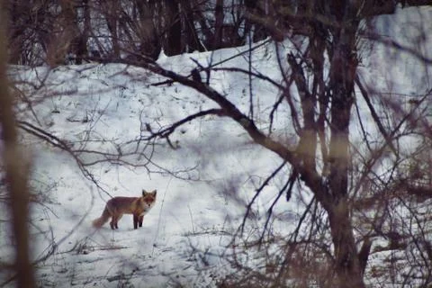 Fox in winter on the glade Stock Photos