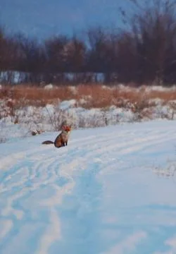 Fox in winter on the glade Stock Photos